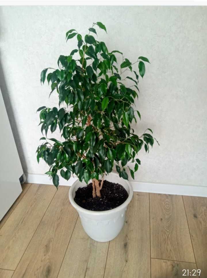 Продам комнатные цветы