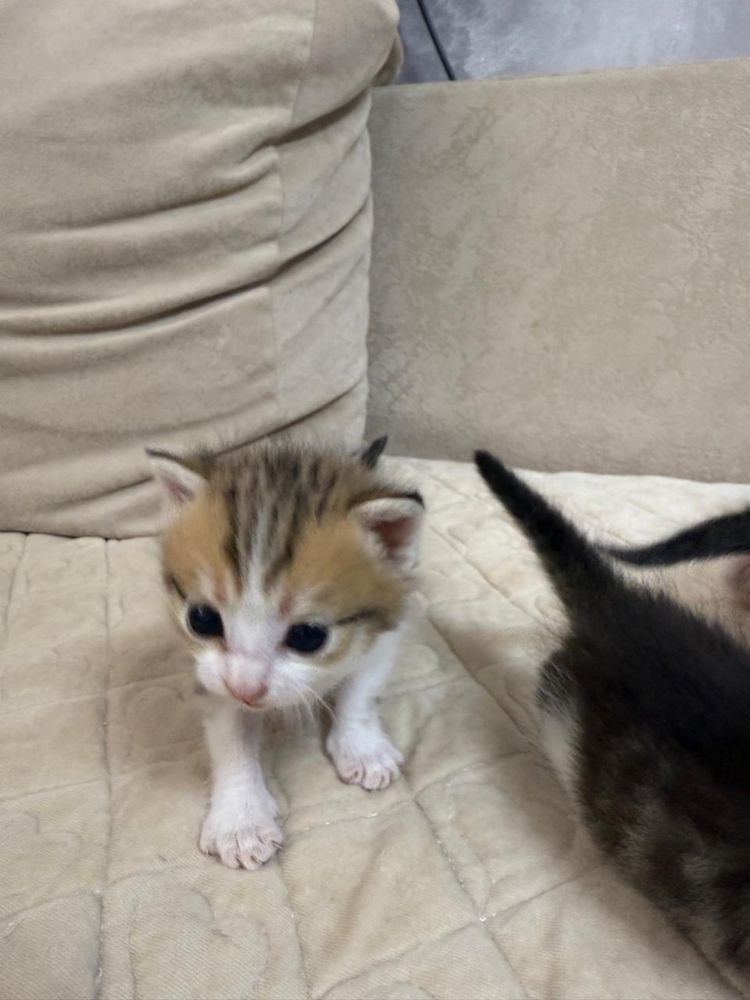 Отдам котят в добрые руки