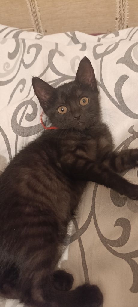 Котята. 2 месячные