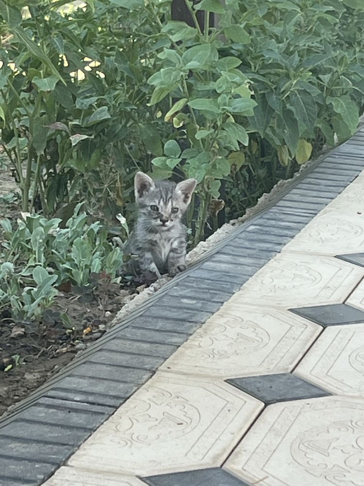 Котята бесплатно