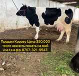 Продаю тёлочку дуйную молочную