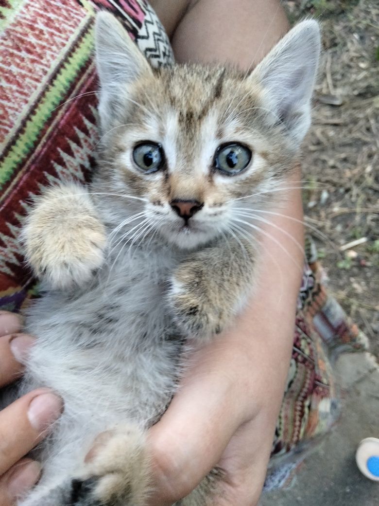 Котята 4 штуки, бесплано