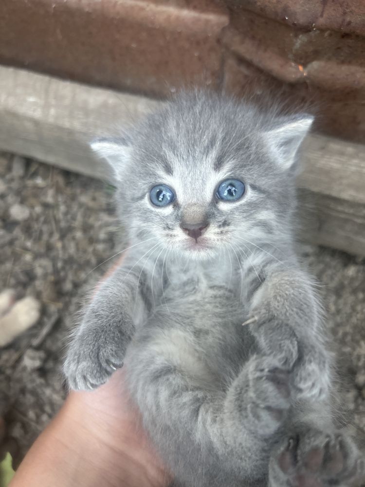 Домашние животные 3 котята