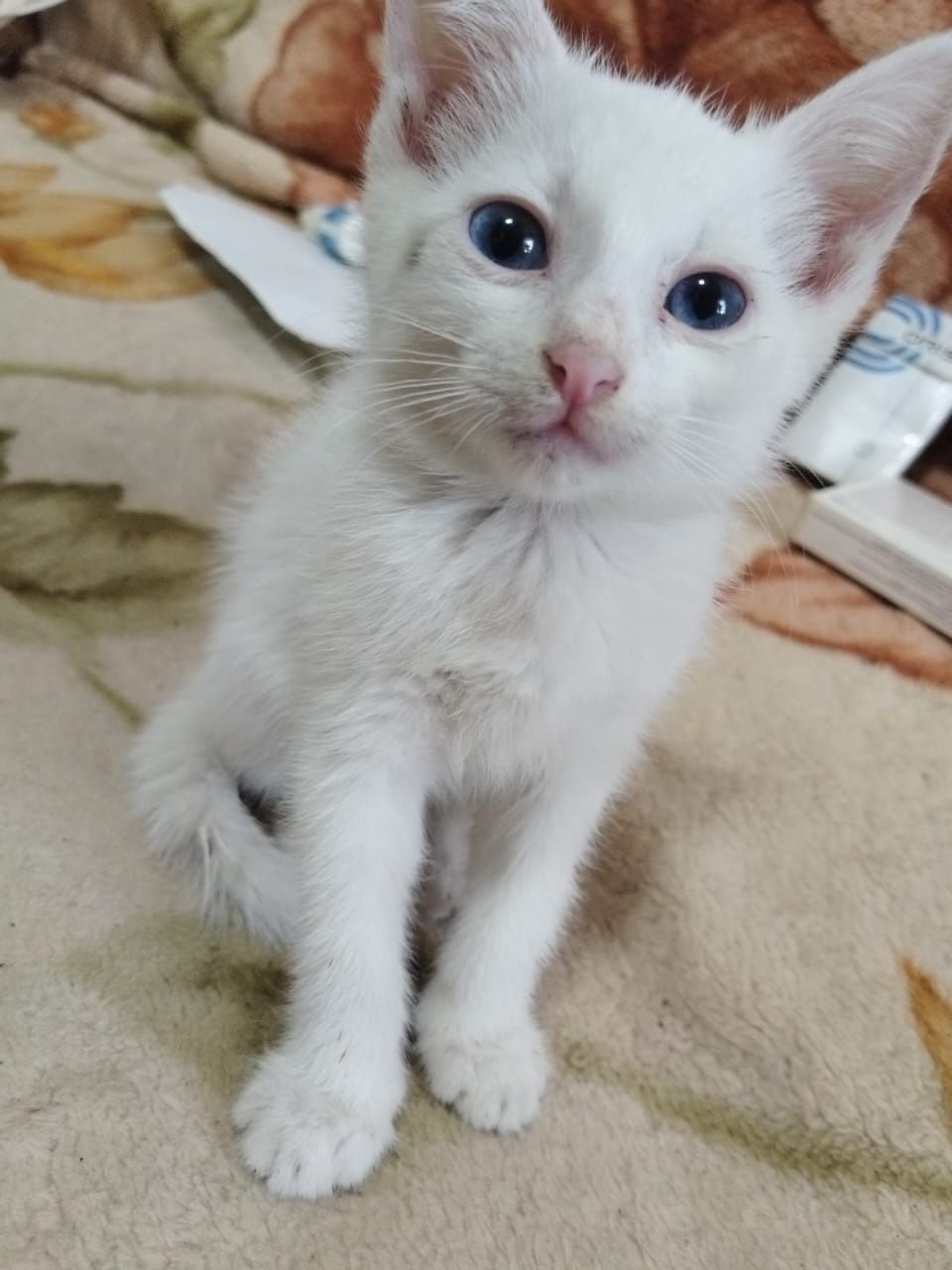 Котята На 40 мельнице