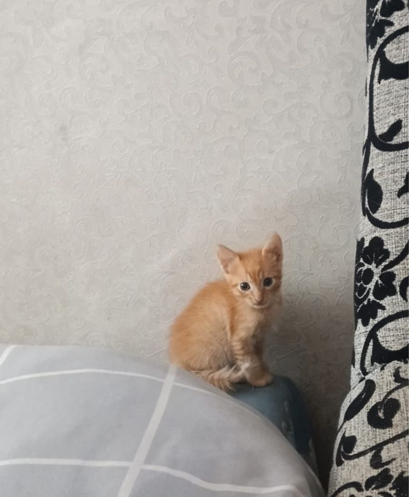 Котята ищут дом. Мальчики