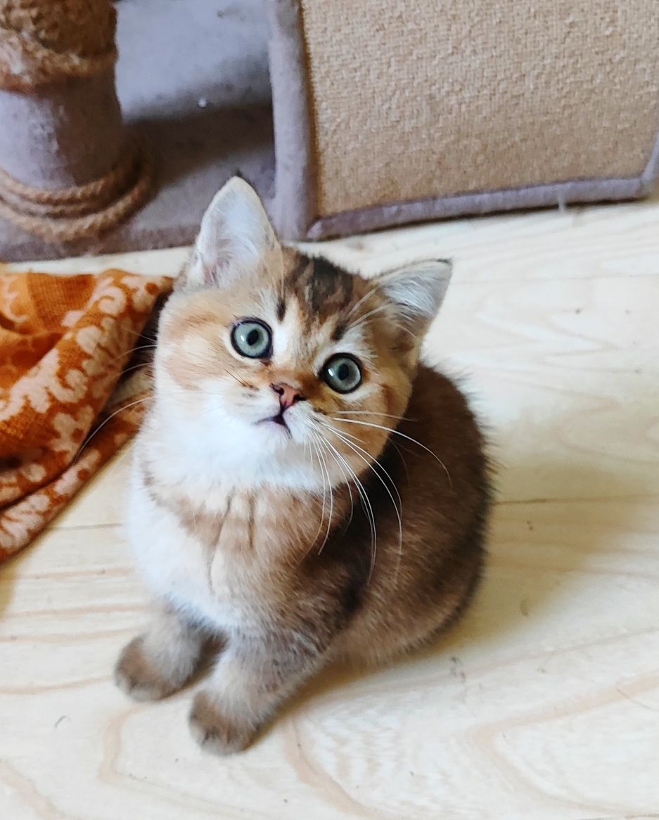 Золотые шиншилловые котята шотландцы