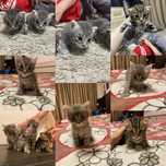 Отдам котят в добрые руки