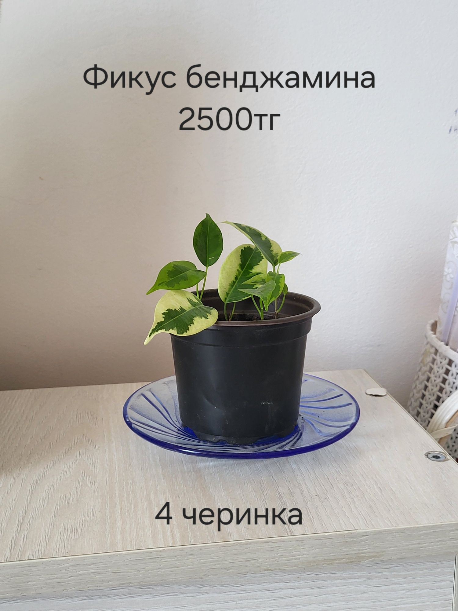 Продам цветы,все разные