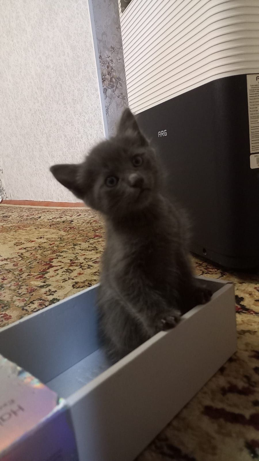 Отдам хорошие руки котят