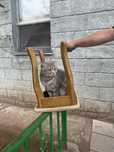 Ласковый котик ищет нового хозяина
