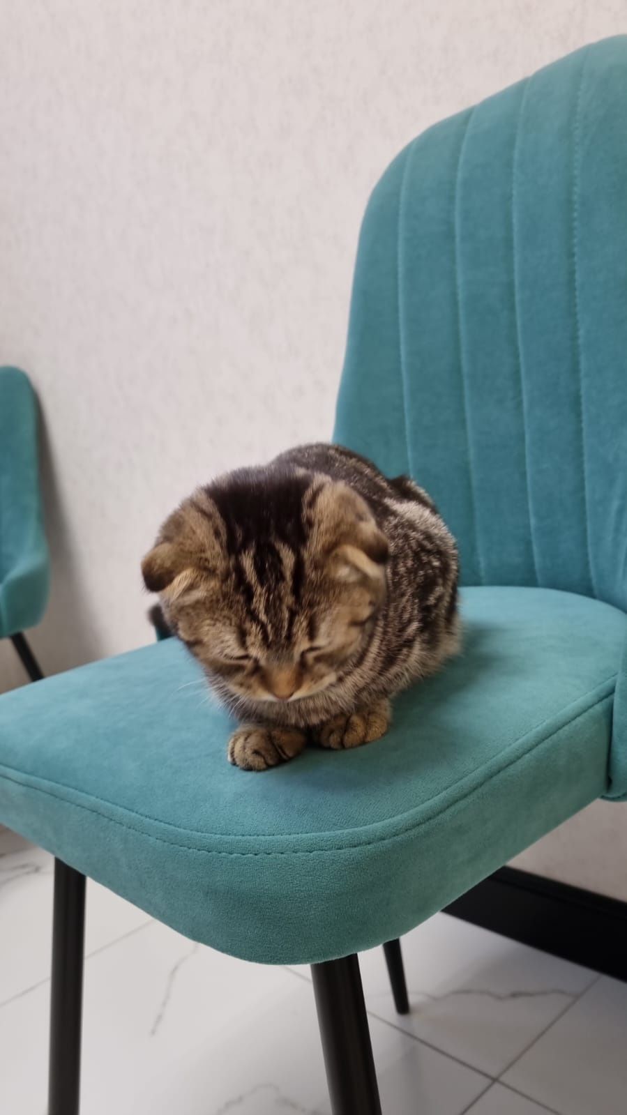 Продам кошку пародистая