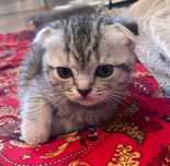 Вислоухие котята Скотиш фолд