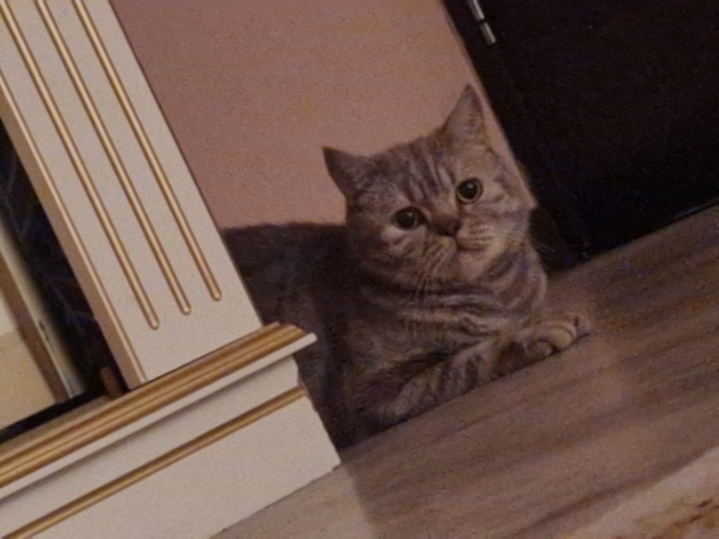Кот британский 2 с половиной года