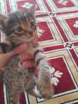 Кошка и её котята