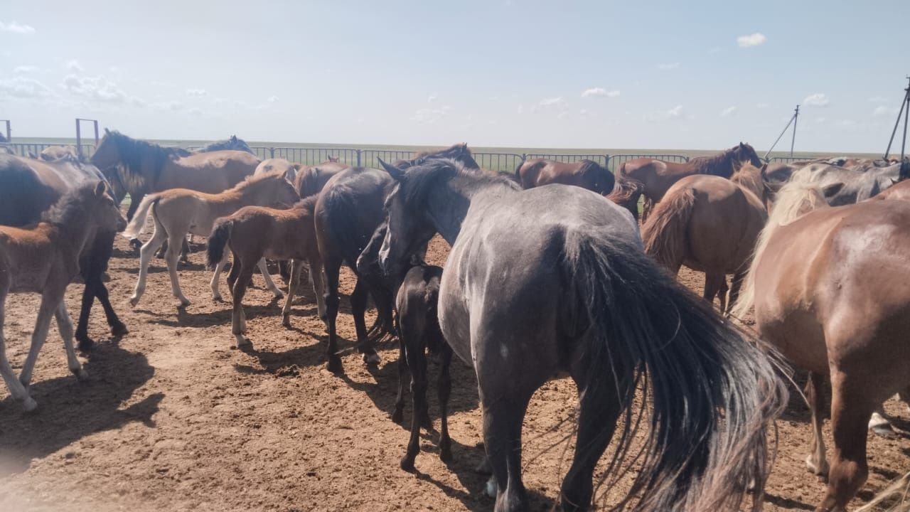 Продам кобылку первородку