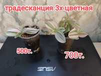 Традесканция и другие растения
