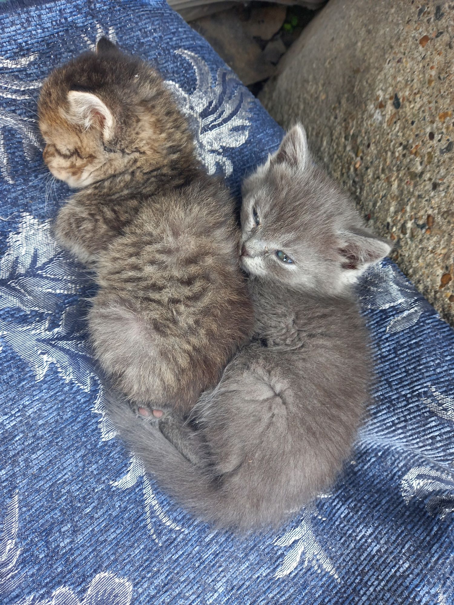 Отдам котят 2 девочки