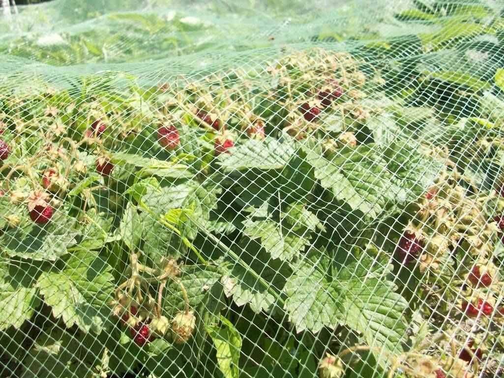 Сетка для птиц пластиковая