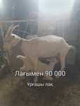 ПОРОДА ЕШКІ,лақтар ТЕКЕ сатылады