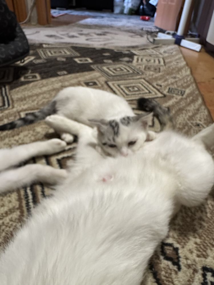 Котята шотландцы в добрые руки