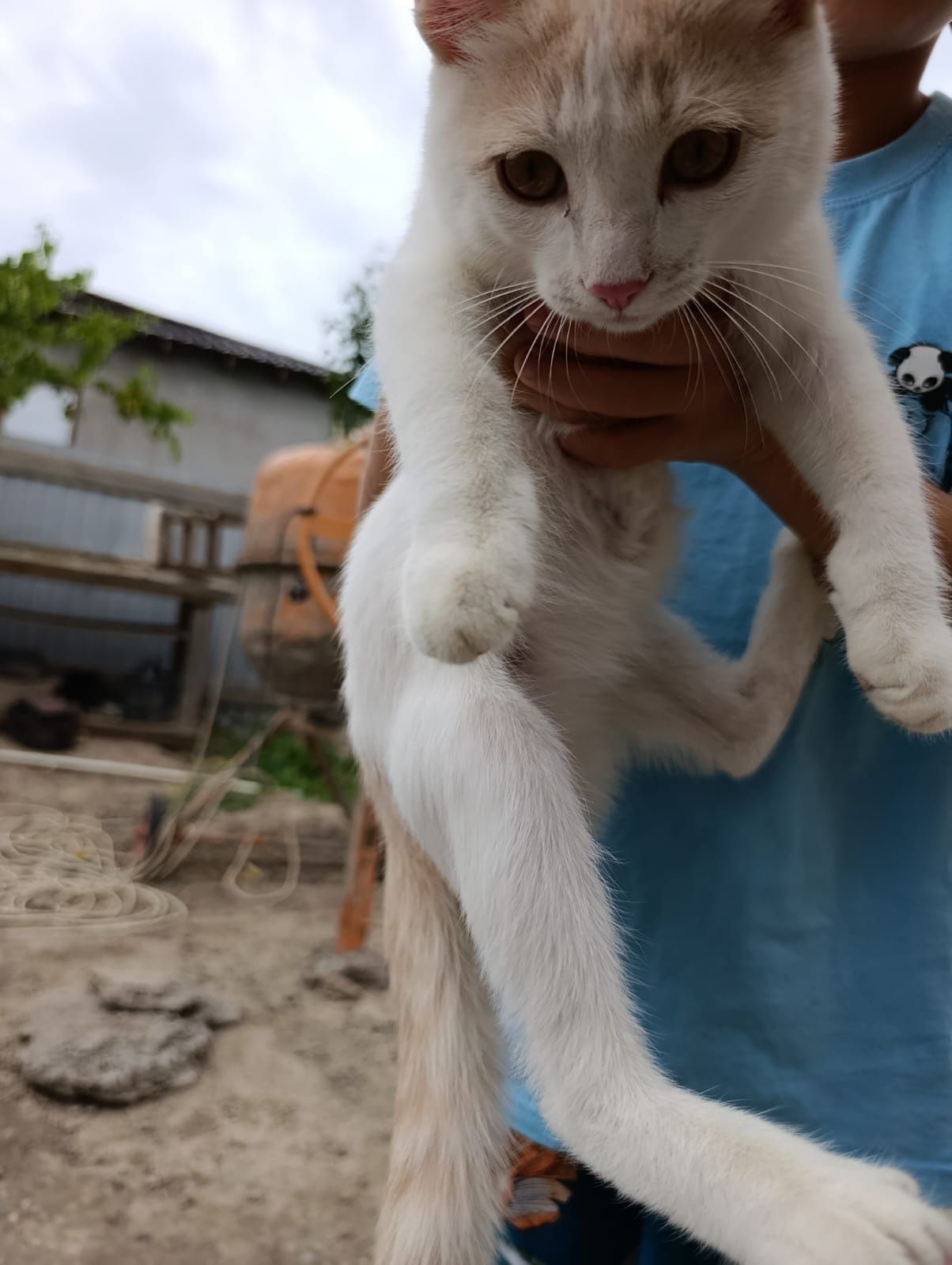 Мальчики котята в добрые руки