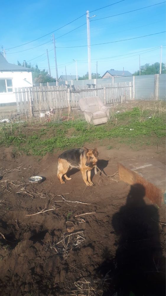 Продам немецкую овчарку