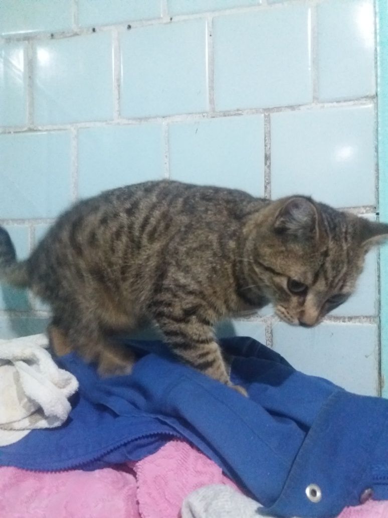 Мысық Кот Мысық Кот