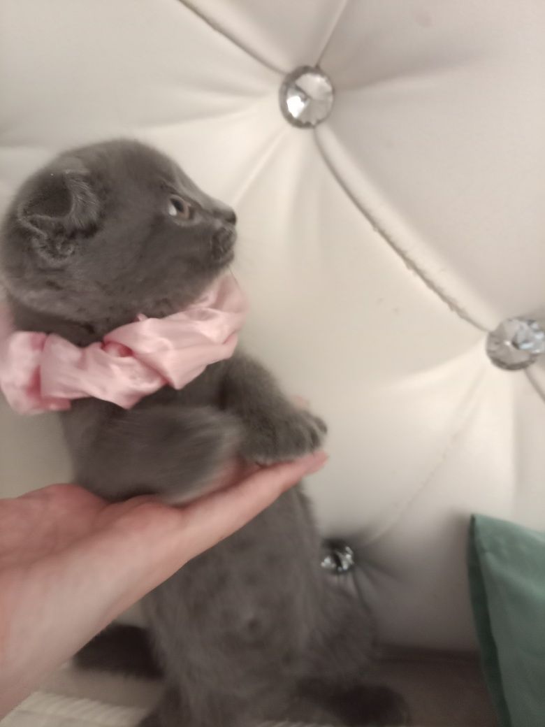 Вислоухий котенок+латок,миска,корм