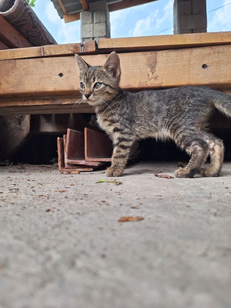 Отдам котят в добрые руки