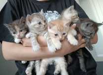 Отдадим котят в добрые руки