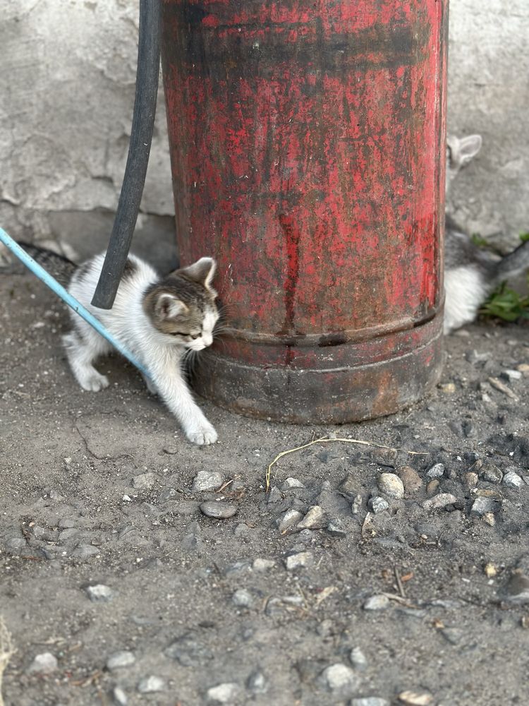 Отдам хороших котят
