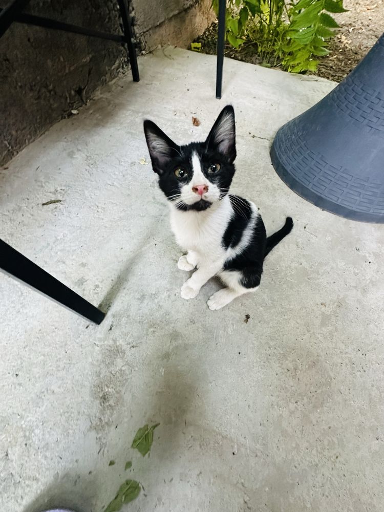 Отдам котят в добрые ручки