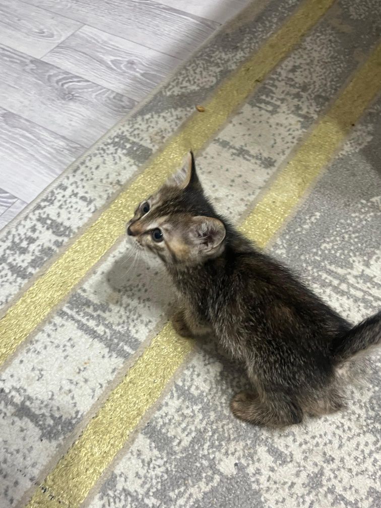 Бесплатно кошка добрые руки отдам