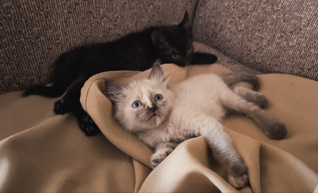 Отдам котят в хорошие руки