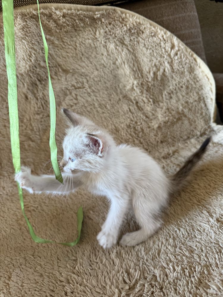 Отдаем котят бесплатно