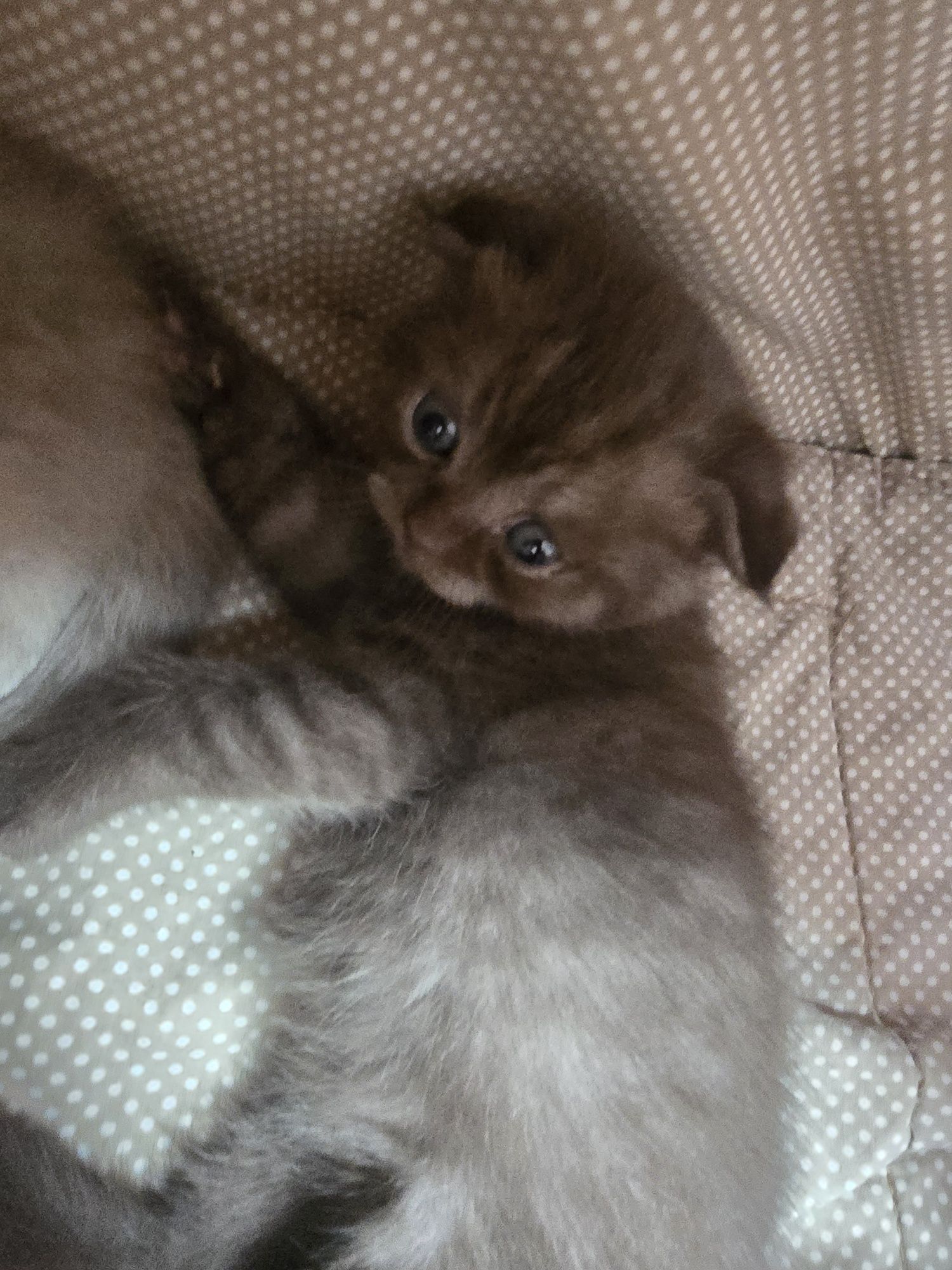 Продам котят породистых