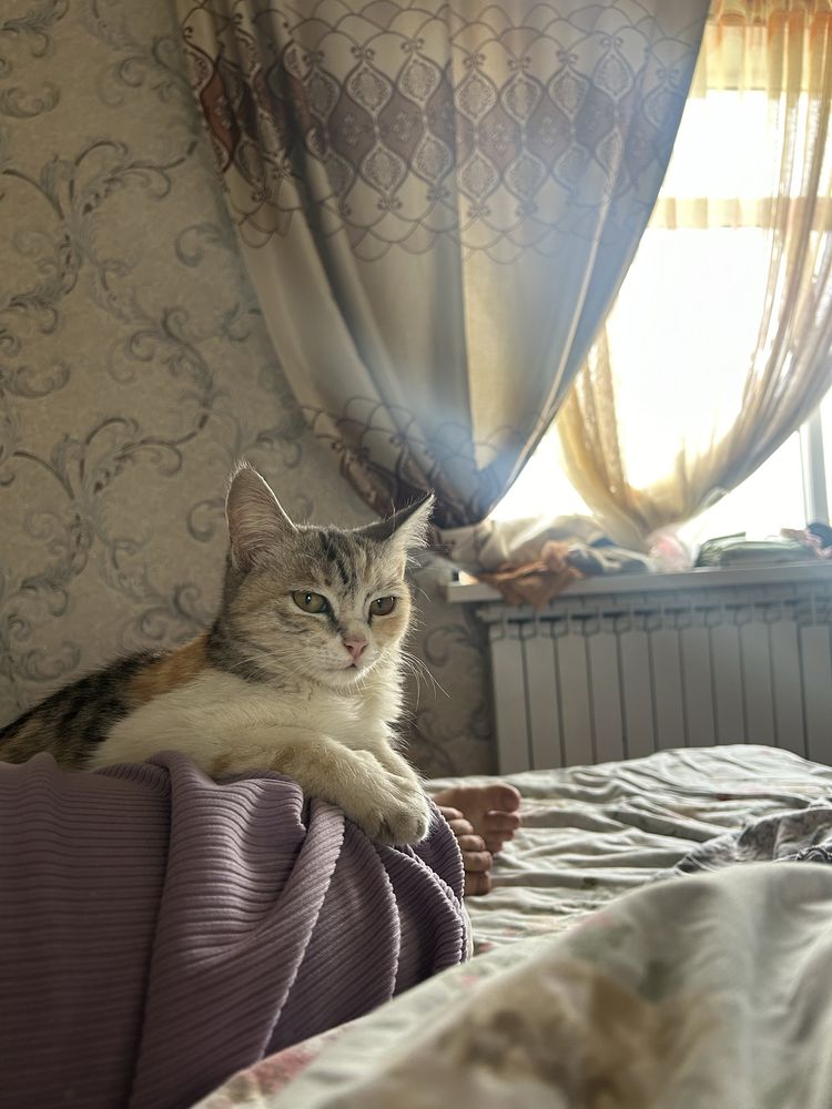 отдам хорошие руки,дети кошки 4шт домашние чистые