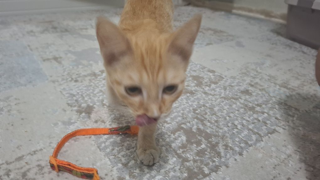 Отдадим котенка в добрые руки