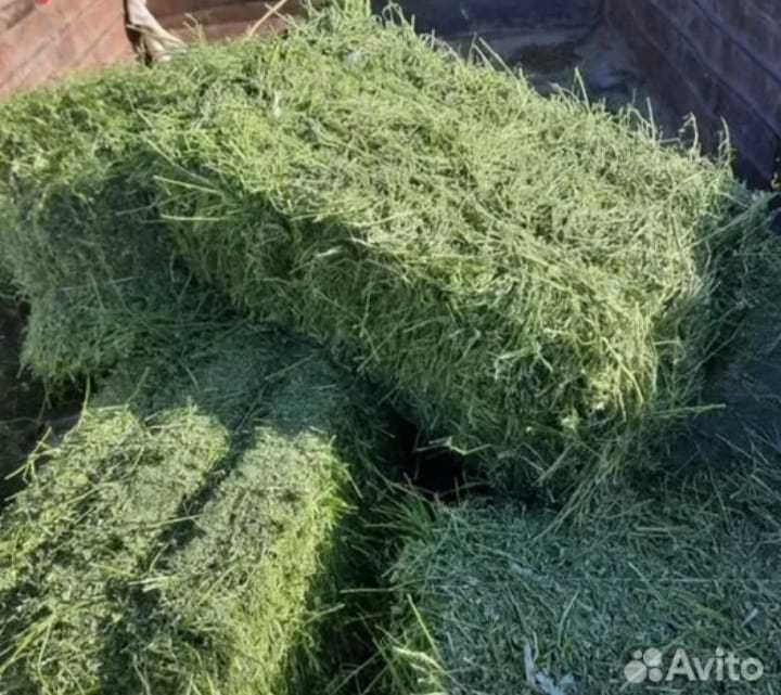 Люцерна Жонышқа Әли