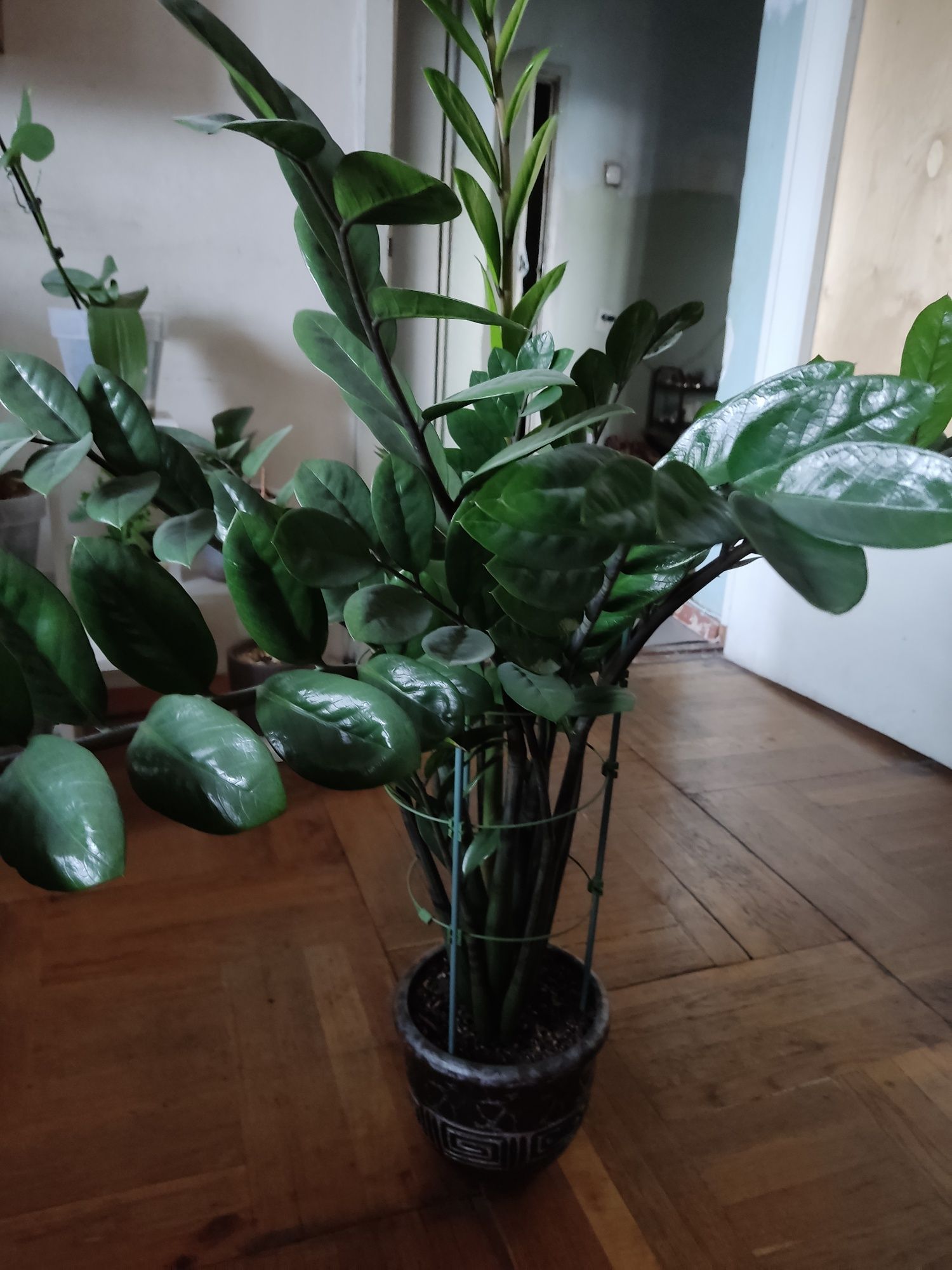 Продам замиакулькас. Высокий.