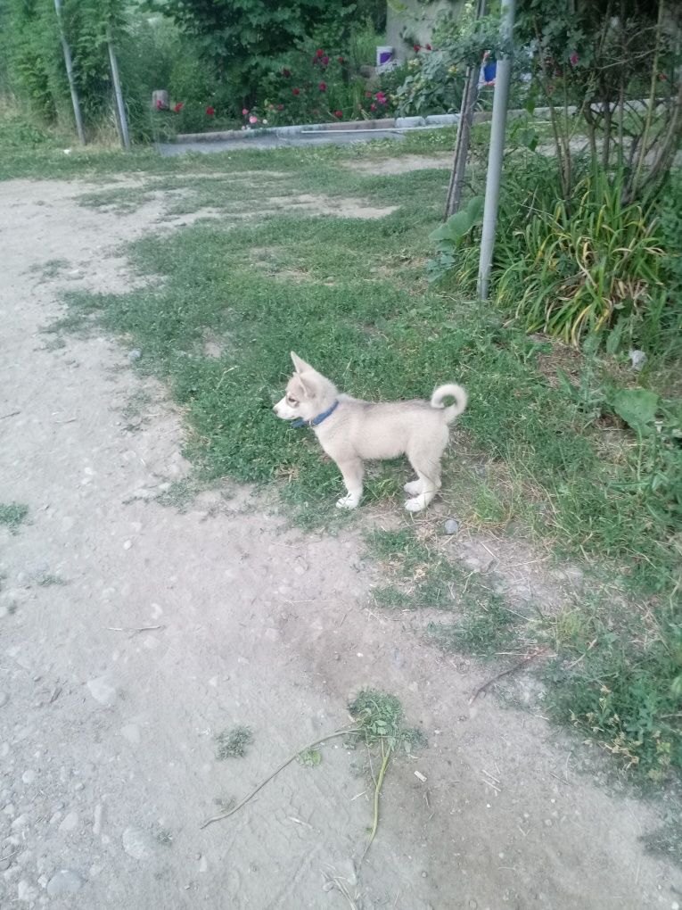 Продам Лайку срочно