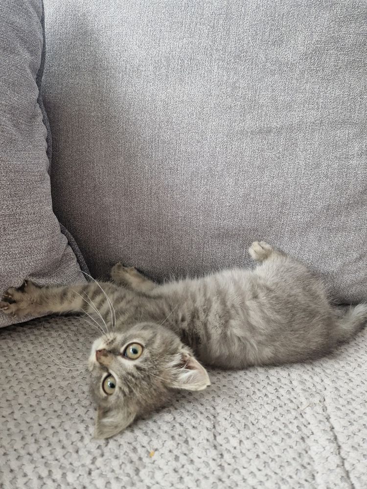 Отдадим котенка