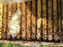 Продаются пчелосемьи на 12 рамках на высадку. 8-9 р.расплода