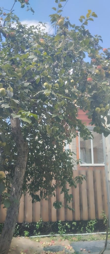 Продам яблоки домашние, свежий урожай