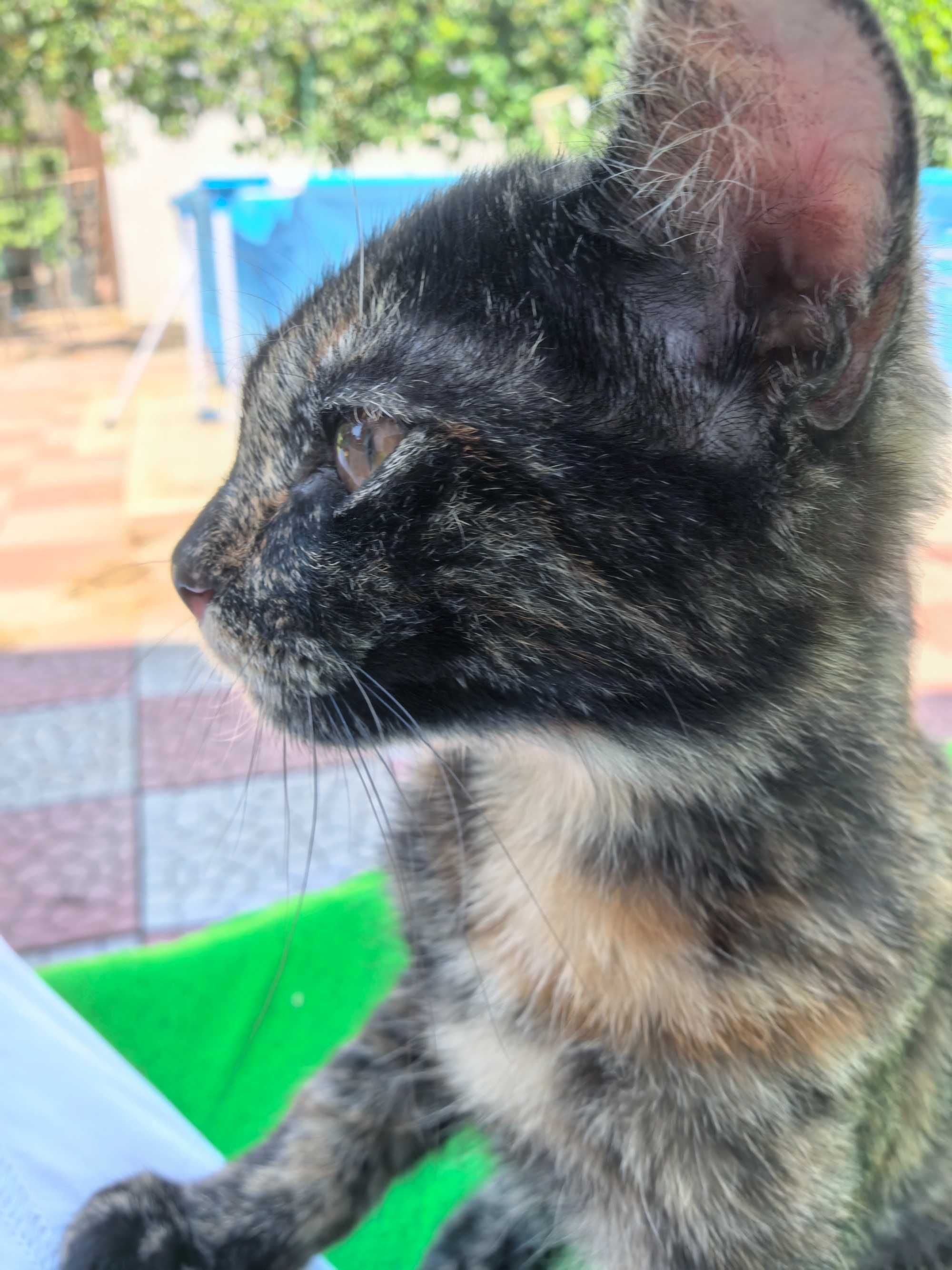 Котята крысоловы