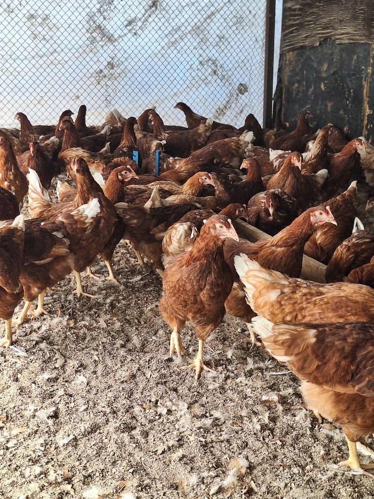 Продам Несушку Ломаны