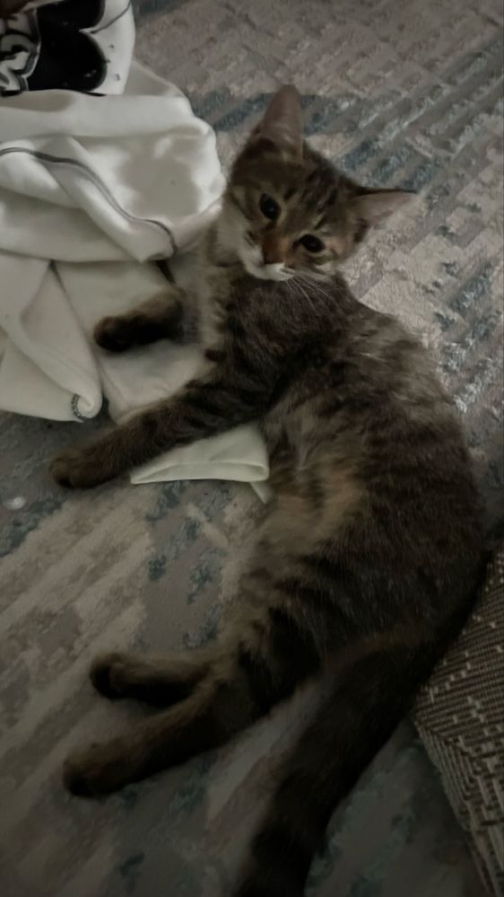 Котята, в добрые руки
