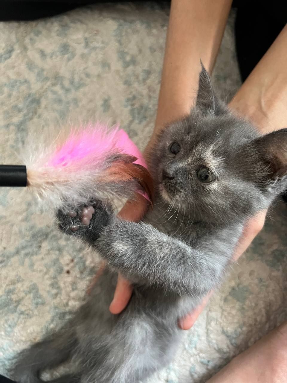 Продаю котёнка, девочку