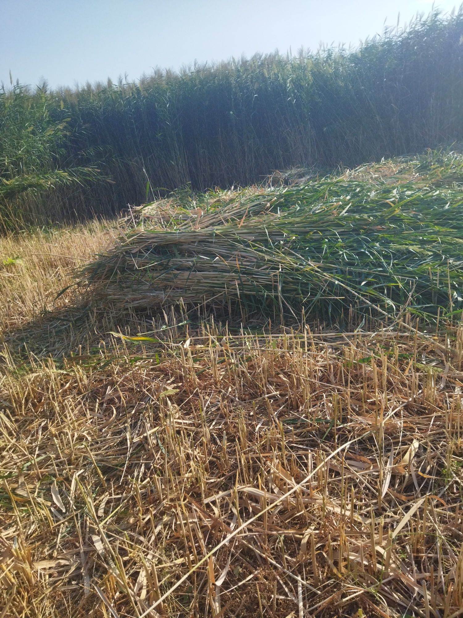 қамыс баубар бағасы 250тг