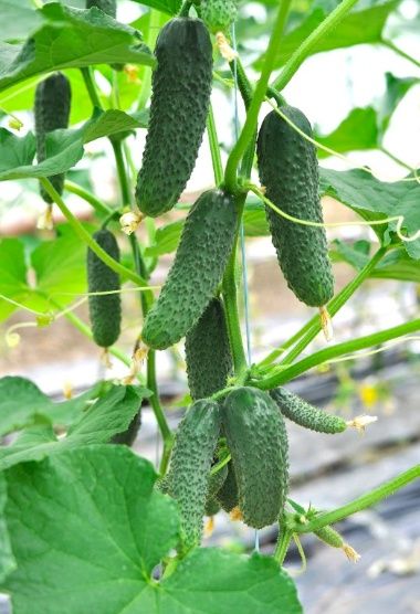 Продам огурцы корнишоны